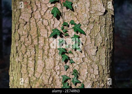 speciale tronco d'albero con edera verde, primo piano al mattino, senza persone, nessuna fotografia flash Foto Stock