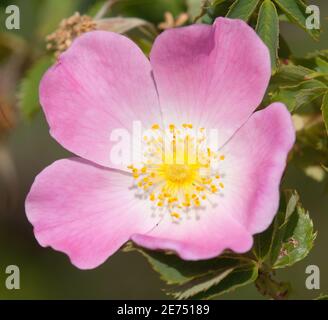 Bel fiore rosa e giallo di cane-rosa Foto Stock
