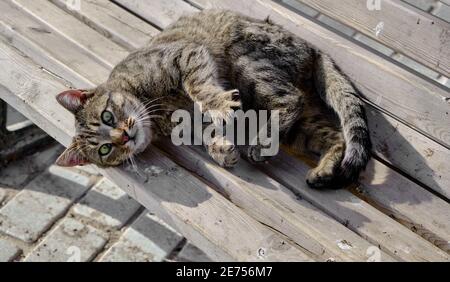 Foto ravvicinata di un meraviglioso gatto dagli occhi verdi sdraiato sulla panchina della strada. Foto Stock