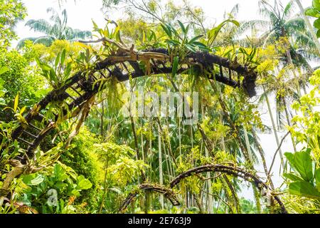 Splendida vegetazione nei giardini botanici di Singapore Foto Stock