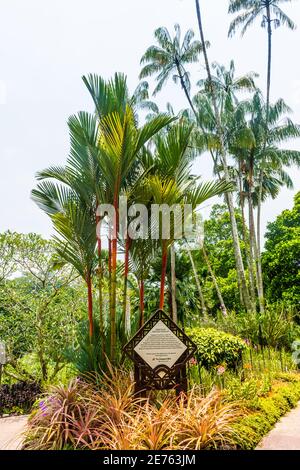 Splendida vegetazione nei giardini botanici di Singapore Foto Stock