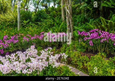 Splendida vegetazione nei giardini botanici di Singapore Foto Stock