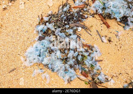 Physalia uticulus Bluebotles si è lavato su una spiaggia di Sydney, NSW, Australia Foto Stock