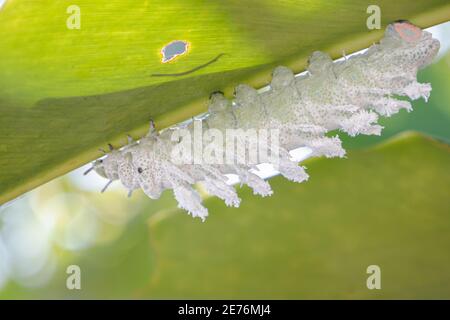 Atlas Moth (atlante Attacus) Caterpillar. Foto Stock