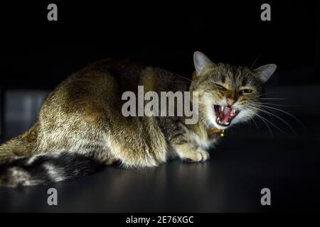 Scotty Fold maschio tabby gatto nascondere nel buio, arrabbiato e stressato. Foto Stock