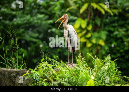 La cicogna dipinta (Mycteria leucocephala) ha un becco giallo e lunghe gambe, è in piedi sulle rocce e ha una bocca larga. Nello zoo, lo sfondo i Foto Stock