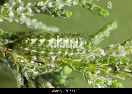 Siva Juniper Hairstreak Butterfly larva n. 1, Callofrys gryneus siva, Lycaenidae. Alimentazione su ginepro. Lunghezza 10 mm.