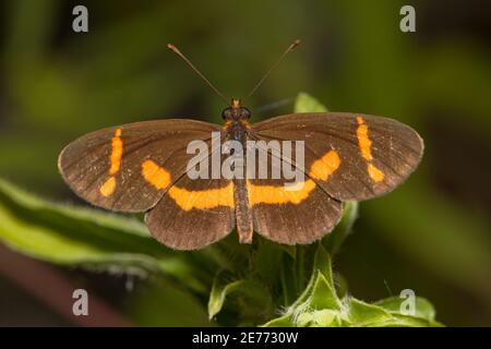 Elf Butterfly, Microtia elva, Nymphalidae. Foto Stock