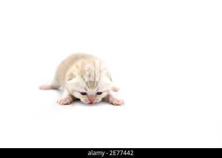 British shorthair kitten color cioccolato argento, gatto neonato su sfondo bianco. Foto Stock