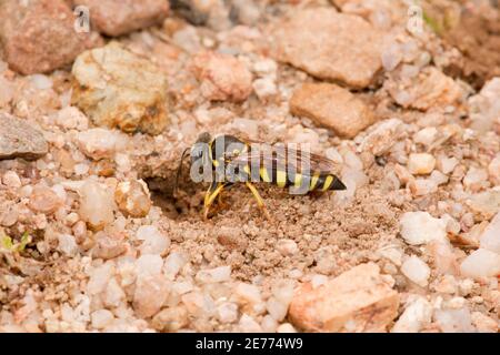 Non identificato Sand Wasp femmina, Bicyrtes sp., Crabronidae. Sbavatura di annidamento di scavo. Fornire nido con veri bug, Pentatomidae, Coreidae, Reduviidae. Foto Stock