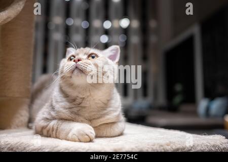 Il gatto britannico shorthair, color Argento-cioccolato, è adagiato su un letto morbido, lo sfondo ha bella bokeh che guarda alla parte superiore. Foto Stock