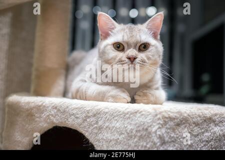 Il gatto britannico shorthair, color argento-cioccolato, è adagiato su un letto morbido, lo sfondo ha bella bokeh. Foto Stock