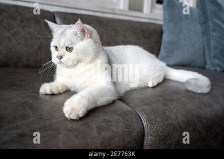 British Shorthair gatto colore grigio e occhi verdi, pura e bella razza sono comodamente riposati su divano di colore scuro in casa. Foto Stock