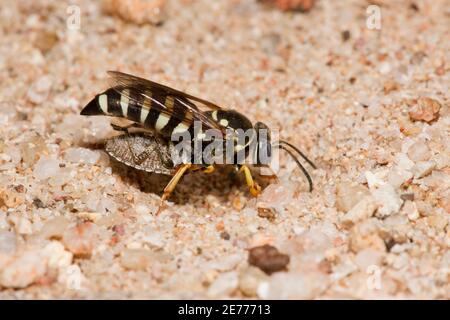 Non identificato Sand Wasp femmina, Bicyrtes sp., Crabronidae. Portare un bug pentatomico paralizzato durante la riapertura del burrone di nesting. Foto Stock