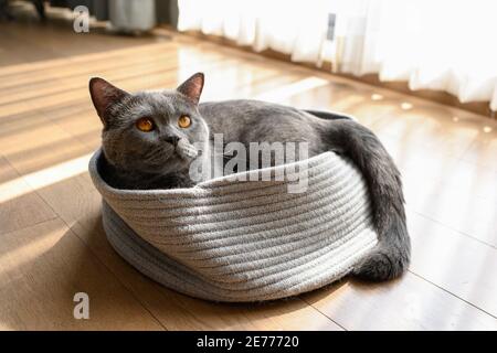 Gatto britannico shorthair, colore blu-grigio con occhi arancioni. Seduta e riposata sul cuscino di un gatto al mattino, la luce entrò nella finestra. Foto Stock