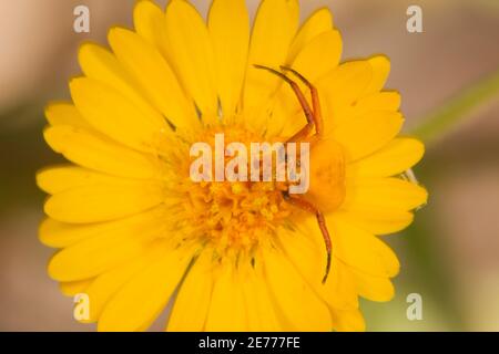 Ragno di granchio bianco, Misumenoides formosipes, Thomisidae, sull'astro. Foto Stock