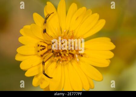 Ragno di granchio bianco, Misumenoides formosipes, Thomisidae, sull'astro. Foto Stock
