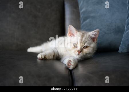 Gattini inglesi shorthair, sfumature di grigio-argento, è sonnolento e sdraiato sul divano grigio scuro della casa, bella faccia e buona linea di sangue. Foto Stock