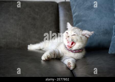 Gattino britannico shorthair grigio-argento con un bel viso e un buon pedigree. Sbadigliare e dormire sul divano grigio scuro della casa Foto Stock