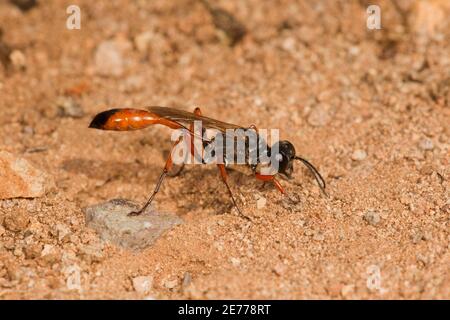 Wasp femmina con cintura filettata, Ammophila femurrubra, Specidae. Sbavatura di annidamento di scavo. Foto Stock