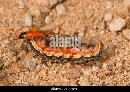 Wasp femmina con cintura filettata, Ammophila femurrubra, Specidae. Con larva paralizzata dell'ospite, Heliotinae. Foto Stock
