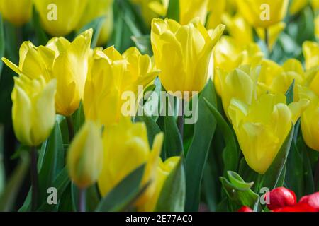 Tulipani colorati in una ventosa giornata di primavera. Foto Stock