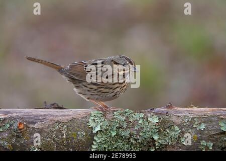 Lincoln's Sparrow (Melospiza lincolnii), Contea di Sacramento California Stati Uniti Foto Stock