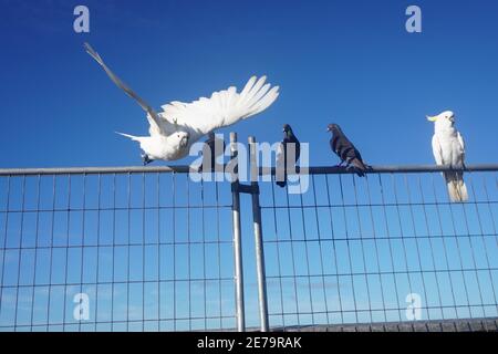 Cockatoo decollo da una fence filo con Pigeons guardare acceso Foto Stock
