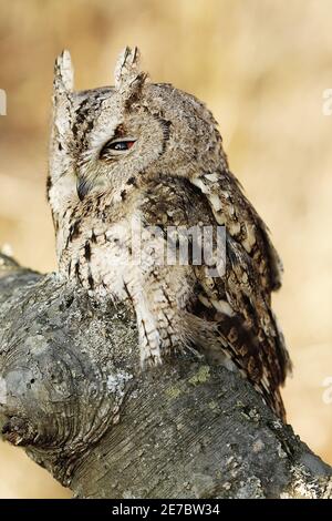 Ritratto di scope-gufo (Otus bakkamoena). Foto Stock