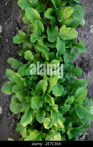 Rucola fresca, razzo selvatico che cresce in orto biologico. Foto Stock