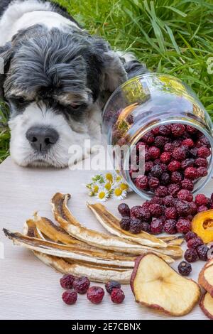 Il tricolore americano Cocker Spaniel poggiò la testa su un vassoio di frutta secca disidratata spalmato per una foto scatta Foto Stock