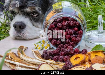 Il tricolore americano Cocker Spaniel poggiò la testa su un vassoio di frutta secca disidratata spalmato per una foto scatta Foto Stock