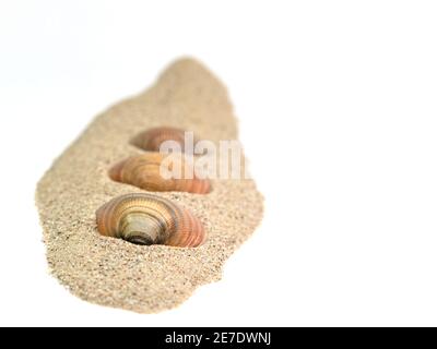 Vongole nella sabbia su sfondo bianco Foto Stock