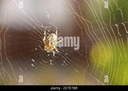 Primo piano di una falsa vedova che gira un intricato web Foto Stock