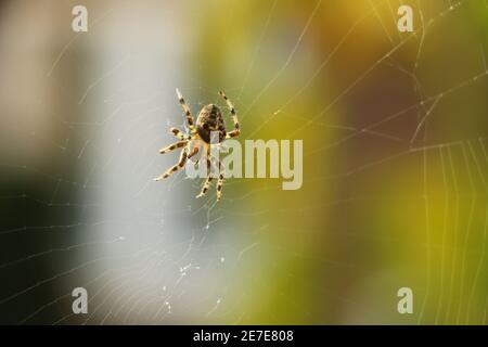 Primo piano di una falsa vedova che gira un intricato web Foto Stock