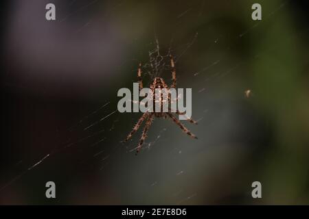 Primo piano di una falsa vedova che gira un intricato web Foto Stock