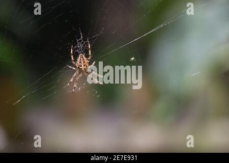 Primo piano di una falsa vedova che gira un intricato web Foto Stock