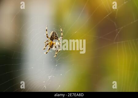 Primo piano di una falsa vedova che gira un intricato web Foto Stock