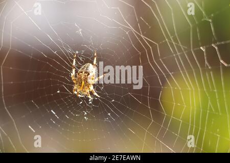 Primo piano di una falsa vedova che gira un intricato web Foto Stock