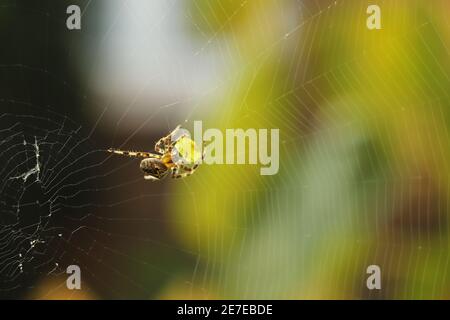 Primo piano di una falsa vedova che gira un intricato web Foto Stock