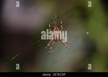 Primo piano di una falsa vedova che gira un intricato web Foto Stock