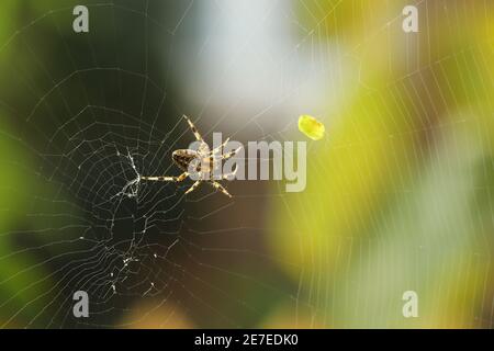 Primo piano di una falsa vedova che gira un intricato web Foto Stock