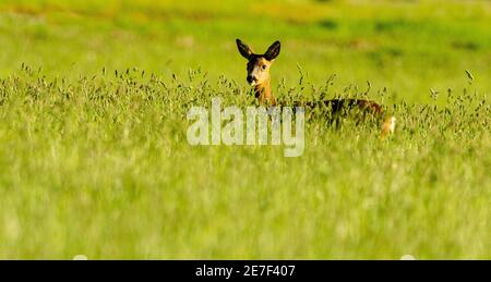 Femmina Roe Deer in erba lunga. Foto Stock