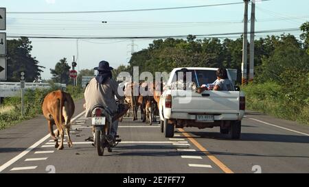 CHON BURI, THAILANDIA, 18 2020 LUGLIO, UNA mandria di mucche cammina sulla strada nella campagna tailandese e blocca il traffico stradale. Foto Stock