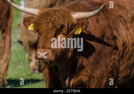 bestiame delle highland guardando la macchina fotografica Foto Stock