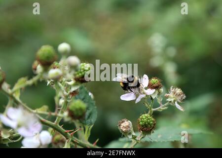 Bumble ape su fiore di blackberry a Soakham Downs, Wye, Ashford, Kent, Inghilterra, Regno Unito Foto Stock