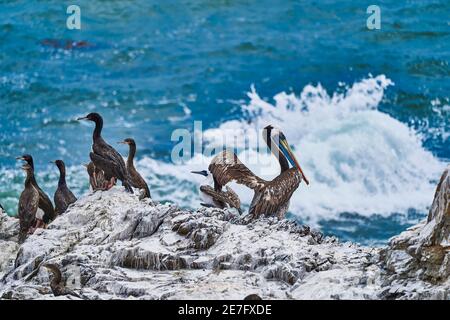 Colonia di uccelli nel parco nazionale Paracas presso la costa pacifica del Perù. Pellicano peruviano, pecanus thagus e cormorano di Guanay o shag di Guanay, Foto Stock