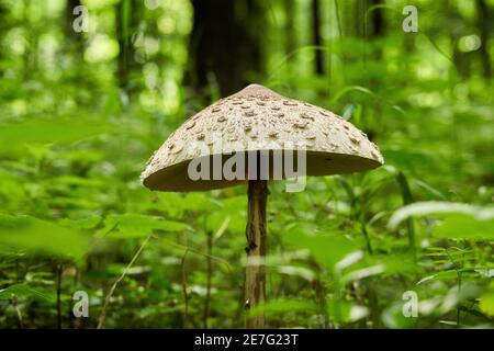 Fungo con grande ombrello in piedi nella foresta scura. Macrolepiota procera, il fungo del parasolo, è un fungo basidiomicete con un grande, prominente Foto Stock