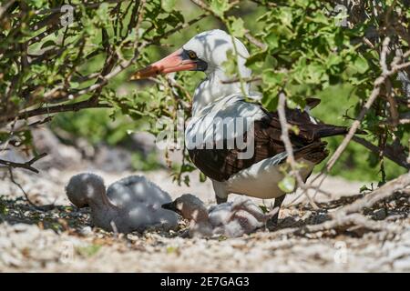 L'adulto Nazca booby con due pulcini nel nido, Sula granti, è un grande seabird bianco, con maschera nera, che vive sulle isole Galapagos, in precedenza noto Foto Stock