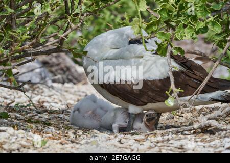 L'adulto Nazca booby con due pulcini nel nido, Sula granti, è un grande seabird bianco, con maschera nera, che vive sulle isole Galapagos, in precedenza noto Foto Stock